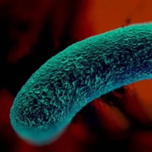 H. pylori Profile Test by Diagnostic Solution Laboratory, USA In India at Inkani Wellness